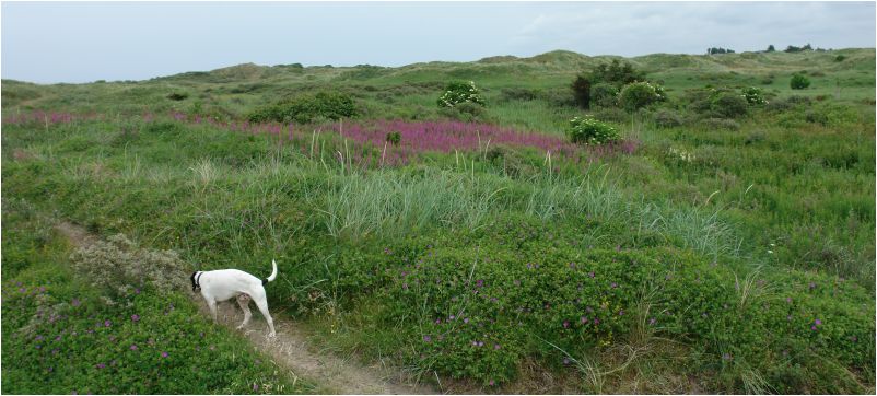 Hund in D&auml;nemarks D&uuml;nen