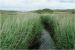 Wasser und Schilf in den D&uuml;nen D&auml;nemarks