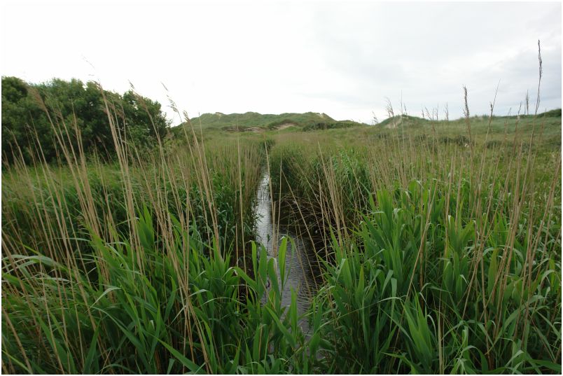 Schilf und Wasser in den D&auml;nischen D&uuml;nen an der Norseek&uuml;ste