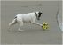 Toby und der Ball