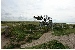 Windfl&uuml;chter. Im Hintergrund der Leuchtturm Rubjerg Knude